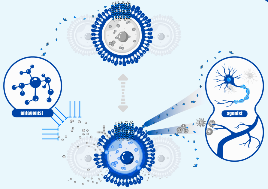 The role of MRGPRX2 in mast cell degranulation