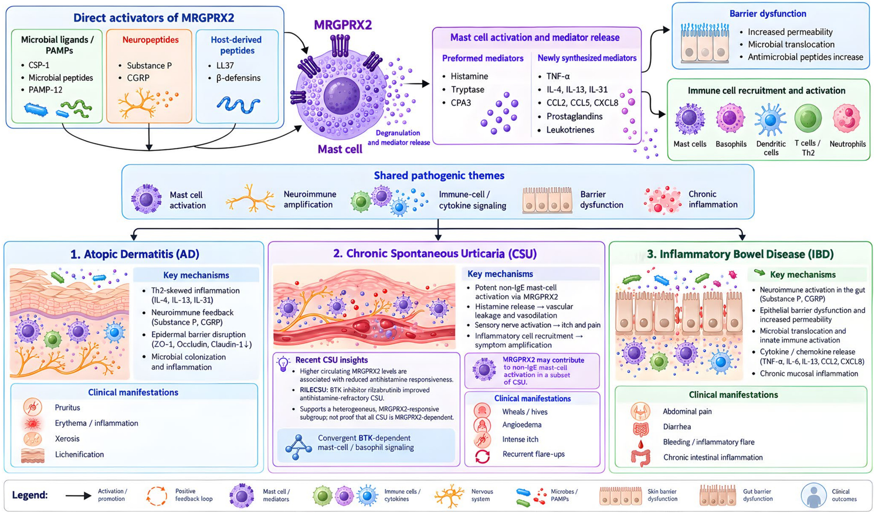 AlphaMol and International Researchers Highlight Distinct MRGPRX2 Signaling Mechanisms 